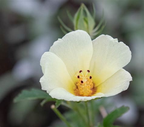 Hibiscus Coulteri 1 Desert Rosemallow Daniel Fitzgerald Flickr