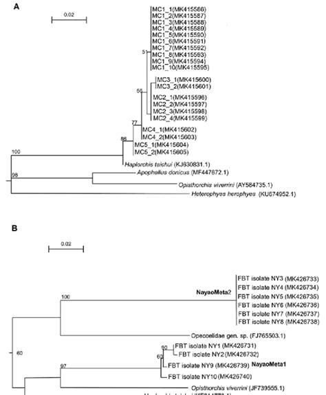 Maximum Likelihood Phylogenetic Trees Based On Its2 A And Cox1