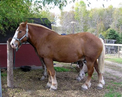 9 Largest Horse Breeds in the World - Largest.org