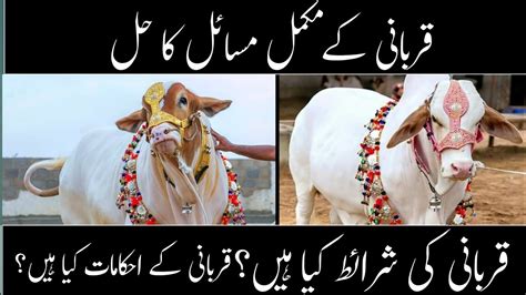 Qurbani ke Hawale se Rasoolﷺ ka fermaan Qurbani k liya janwar kasa