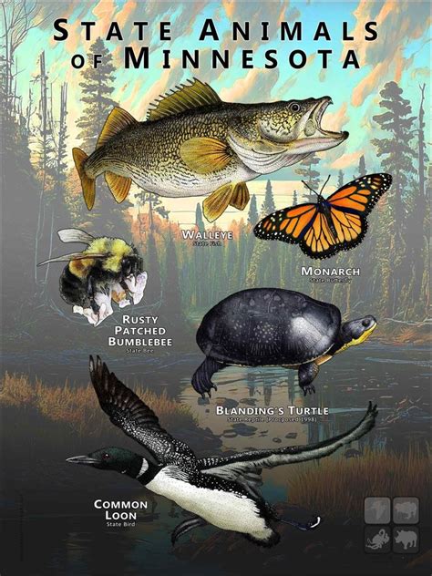 Minnesota State Animals Poster Print Etsy Canada In 2024 Animal