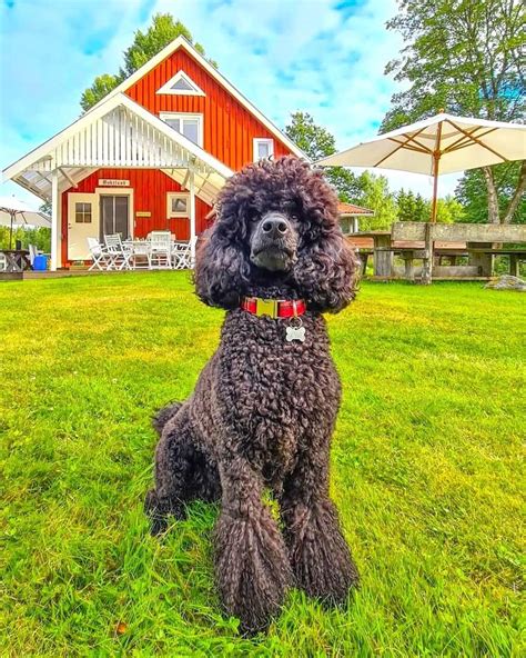 Blue Poodle Appearance Genetics And Facts With Pictures