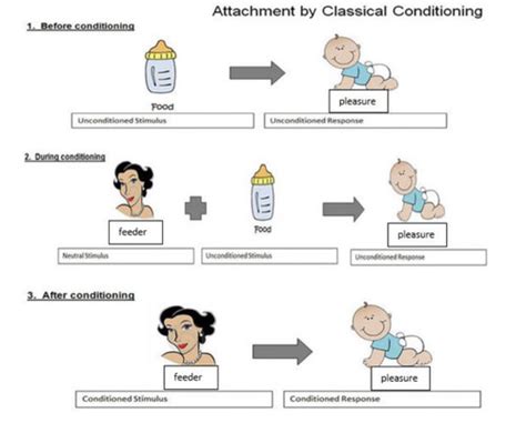 Learning Approach Behaviourism Flashcards Quizlet