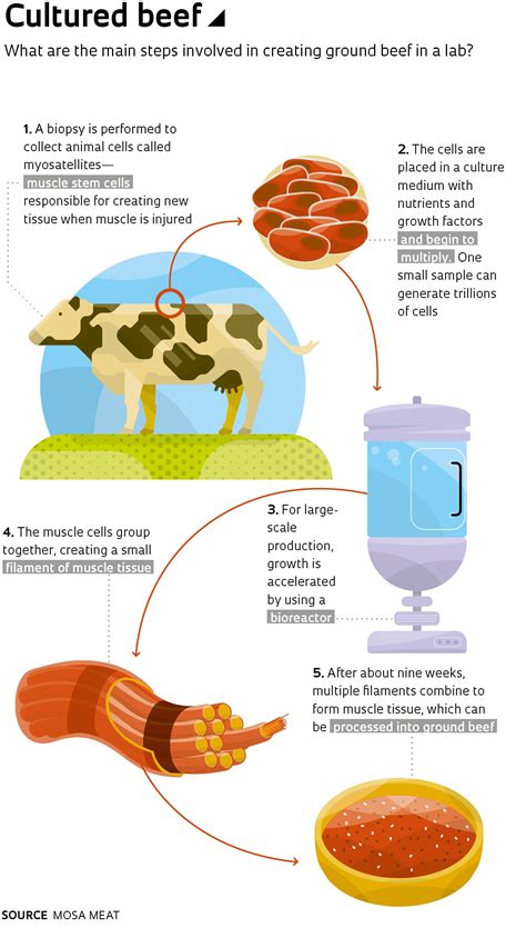Lab-grown beef : Revista Pesquisa Fapesp