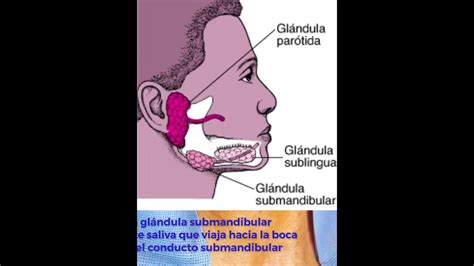 Glandula Abaixo Da Mandibula FDPLEARN