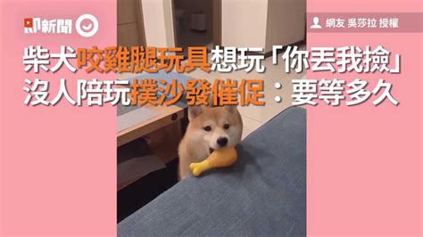 柴犬咬玩具想玩你丟我撿！沒人陪玩撲沙發催促：要等多久｜狗｜寵物｜赤柴 Youtube