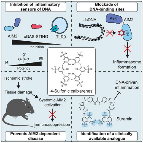 Discovery Of An Inhibitor Of Dna Driven Inflammation That