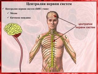 Centralni Nervni Sistem Centralna Sinapsa Ppt