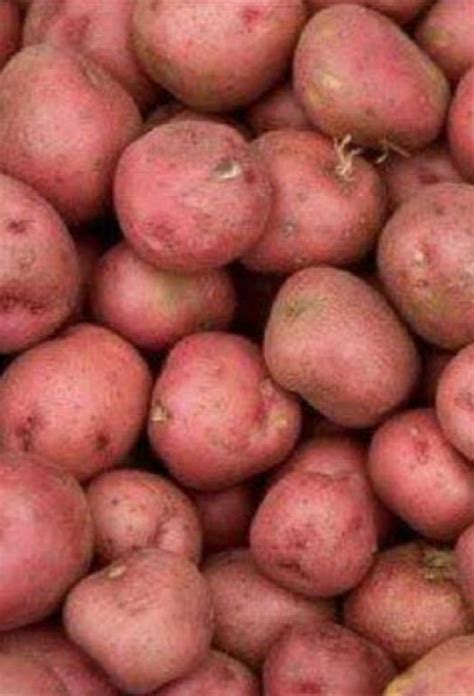 Brown A Grade Sugar Free Potatoes Packaging Size Kg At Rs