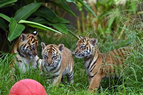 3 Anak Harimau Sumatera Lakukan Debut Di Kebun Binatang Taronga Medcomid