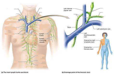 Lymphatic Trunks Ducts Diagram Diagram Quizlet