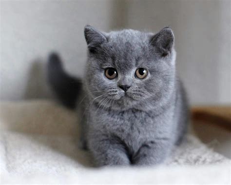 British Shorthair Kittens For Sale