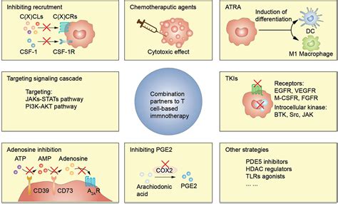 Frontiers Myeloid Derived Suppressor Cells Implications In The