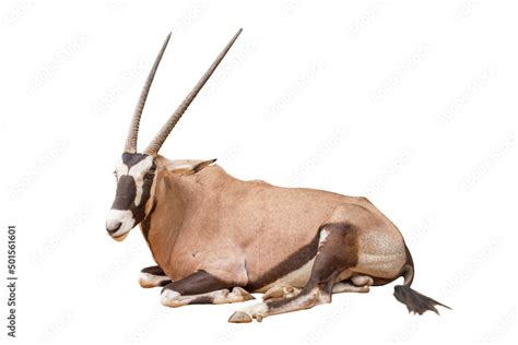 Foto De Wild Arabian Oryx Leucoryx Oryx Gazella Or Gemsbok Isolated On