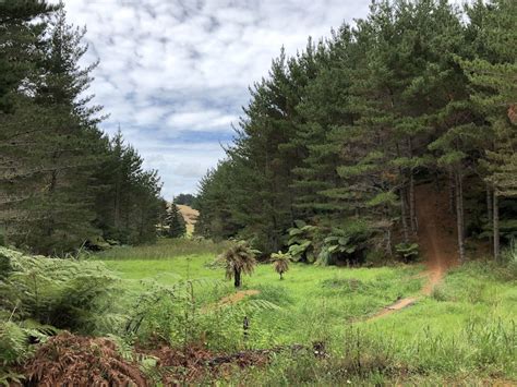 Arborland Mountain Biking Trail Warkworth Trailforks