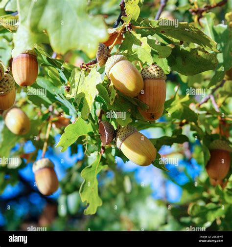 Acorns Growing On Oak Tree High Resolution Stock Photography And Images