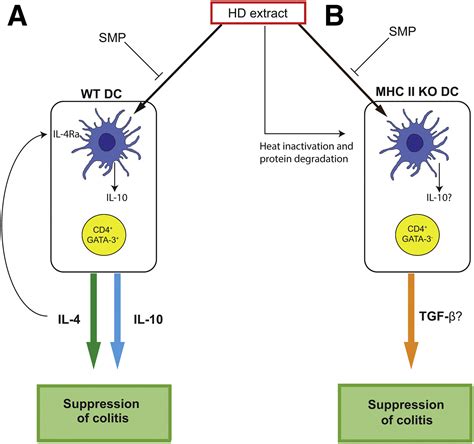 Helminth Antigenconditioned Dendritic Cells Generate Anti Inflammatory