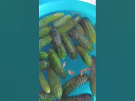 Огурчики🥒-огурчики 🥒и конечно помидорчики🍅🌶 - YouTube
