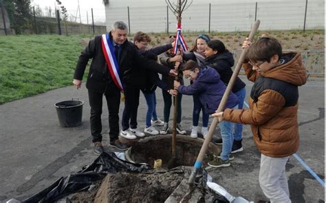 Tiffauges Larbre Des Lus A T Plant L Cole Publique La Roche