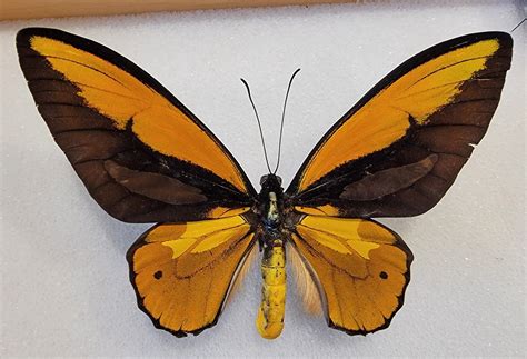 Ornithoptera Croesus Lydius Bioquipbugs