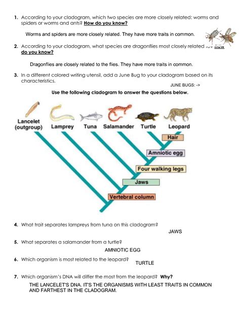 Cladogram Practice Worksheet With Answers – Martin Lindelof