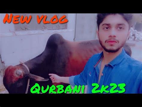 Alhamdulillah Qurbani Ka Janwar Le Liya BEAUTIFUL COW YouTube