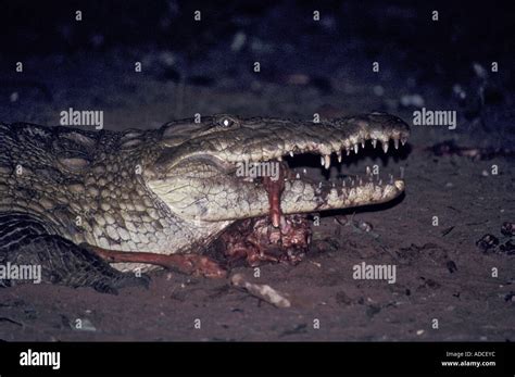 Nile Crocodile Crocodylus Niloticus Eating Stock Photo Alamy