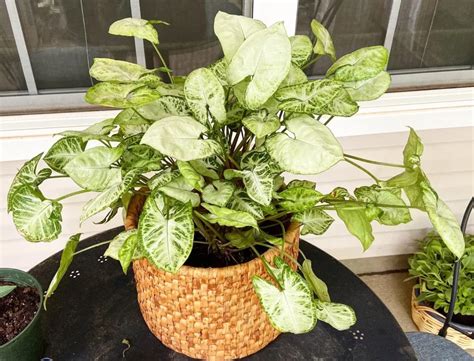 Arrowhead Plant Care Tips For Lush Growth