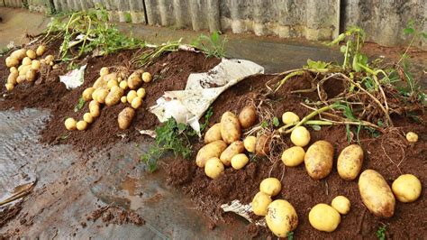 The Secret To Growing Potatoes At Home From Recycled Bags For Large And Numerous Tubers Youtube