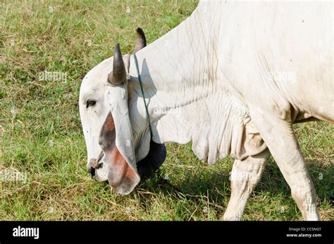 A Large White Brahman Cow With Curved Horns And Large Floppy Ears