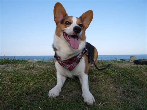 Corgi Grooming: The Essential Guide with Pictures of Haircut Styles