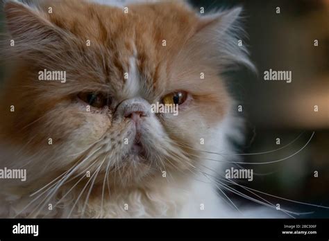 Cara de gato gracioso fotografías e imágenes de alta resolución Alamy