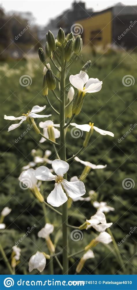 Beautiful White Radish Plant With Flowers Stock Photo Image Of