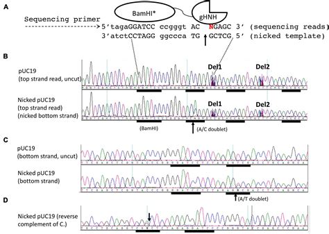 Frontiers Engineering Infrequent DNA Nicking Endonuclease By Fusion