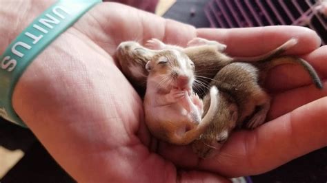 Baby Gerbil Sucks His Foot Youtube