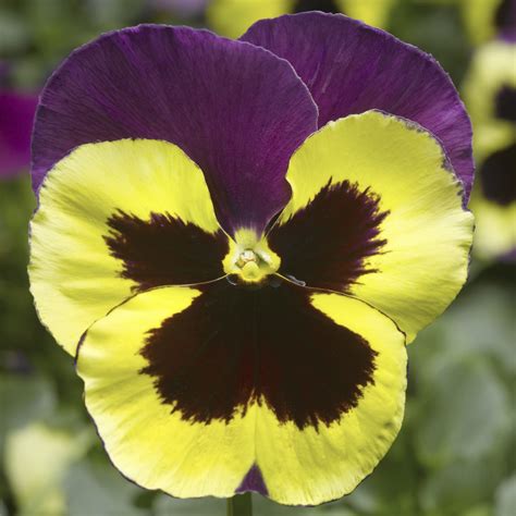 Delta Speedy Yellow And Purple Syngenta Flowers