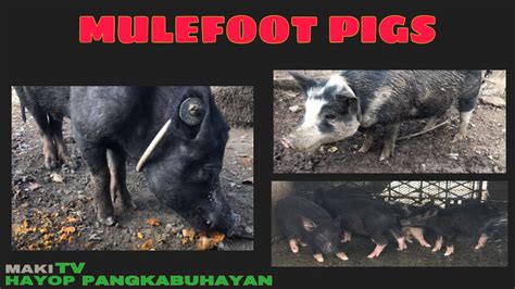 Mulefoot Pigs Native Pigs Berkshire Pigs Philippines Youtube