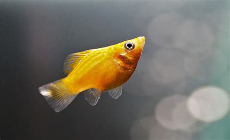The Molly fish basics – Important things you need to know.