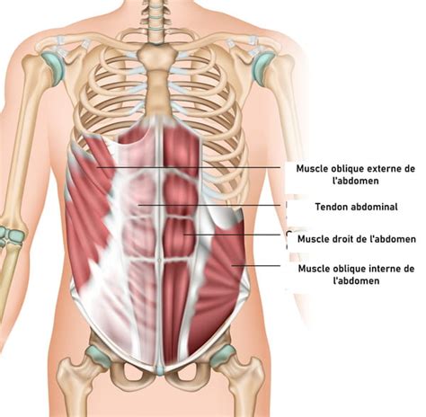 Muscles obliques abdominaux interne externe définition schéma