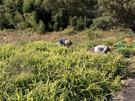 高知土佐四万十赤生姜 15kg 【栽培時農薬不使用・化学肥料不使用】：高知県産のその他薬味・スパイス｜食べチョク｜産地直送産直お取り寄せ