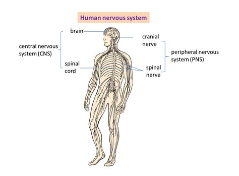 22 Human Nervous System Spm Science