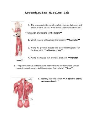 Muscular System Appendicular Muscles Lab Concepts Muscular System