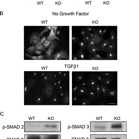 Smad23 Is Constitutively Active In Pai 1 Ko Cells A Pai 1 Wt And Ko