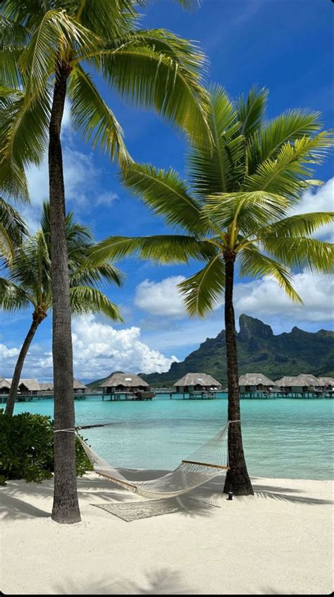 Hammock Between Two Palm Trees On The Beach