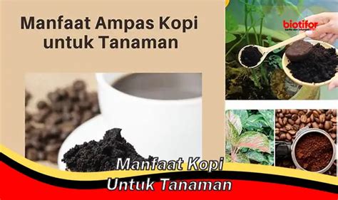 12 Jenis Tanaman Kopi Panduan Lengkap Untuk Pecinta Kopi