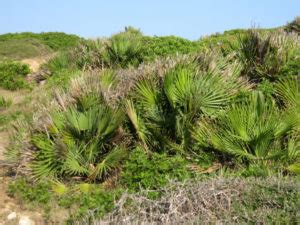 Islas Baleares historia ubicación clima lugares turísticos bandera