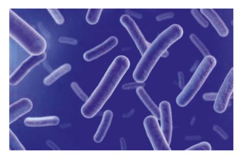 Three Types Of Bacteria A Cocci B Bacilli C Spirilla