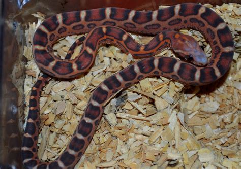 Scaleless Okeetee Pos Het Hypo Lav Anery Amel Caramel Blood Corn Snake