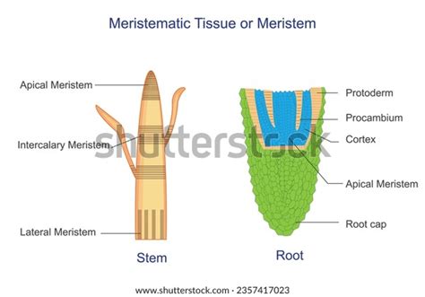 18 Apical Meristem Diagram Images, Stock Photos, 3D objects, & Vectors | Shutterstock