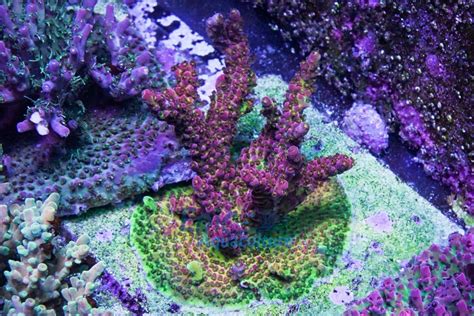 Pc Rainbow Acropora Colony Mc Aquatics